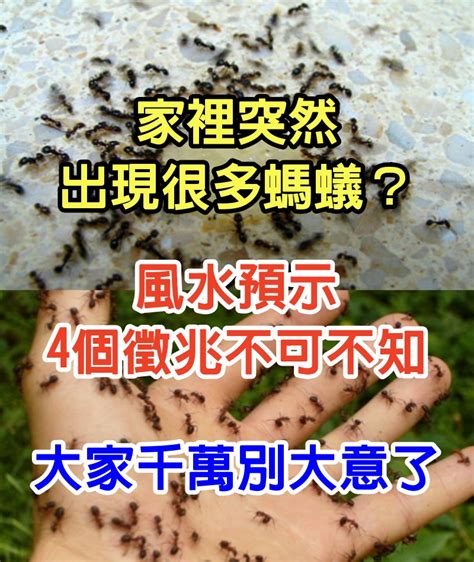 家中突然出現螞蟻|窗邊、廚房...家裡突然冒出一大堆螞蟻怎麼辦？消滅螞。